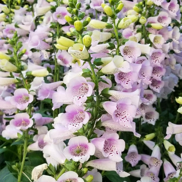 Meet your Posher, Danielle - Picture 1 of 1